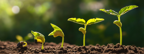 seed libraries
